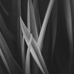 002-background-small-grass