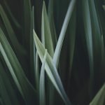 001-background-grass